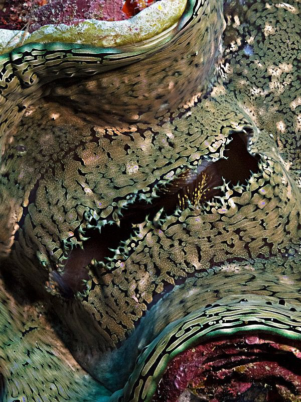 "Giant Clam Reef-Art" by Henry Jager 