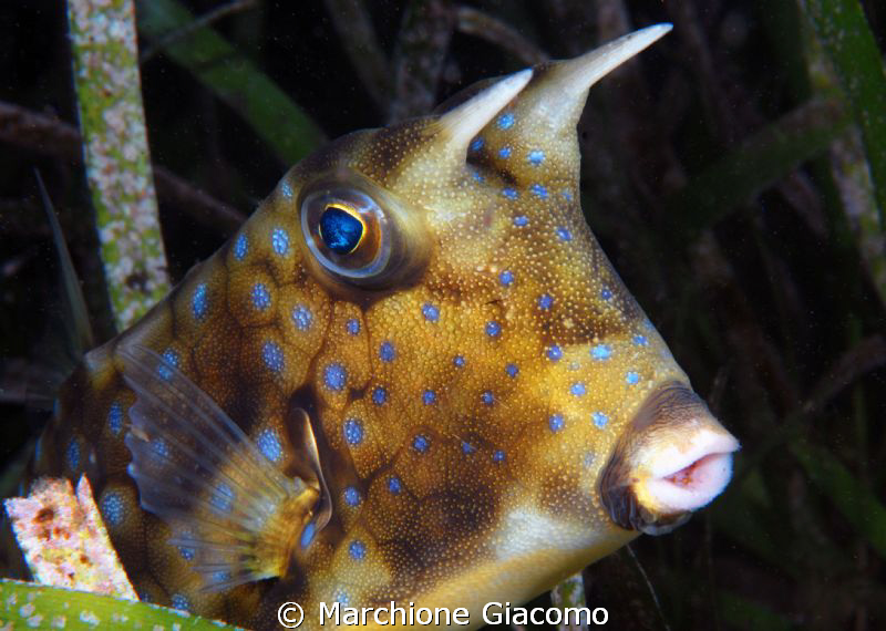 Cow fish
Nikon D200, 60 micro, twin strobo
Dumaguete 2011 by Marchione Giacomo 