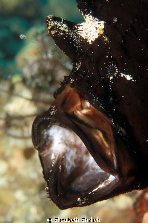 Hungry Frogfish by Elizabeth Ehrlich 