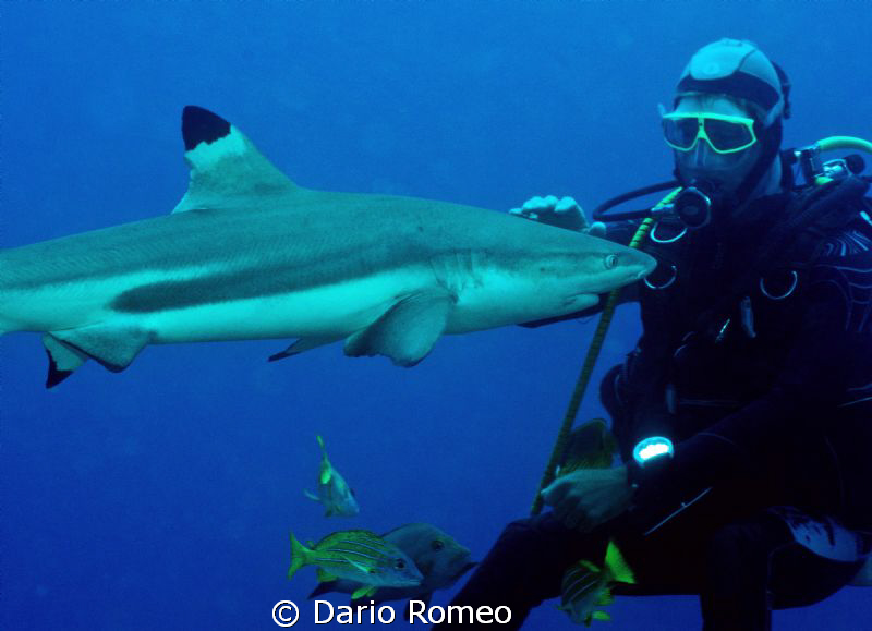 Shark , Black Tip "dog shark" it is caressed by a diver by Dario Romeo 