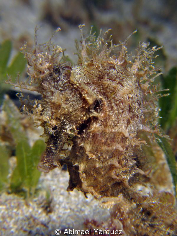 Lined Seahorse 2 by Abimael Márquez 