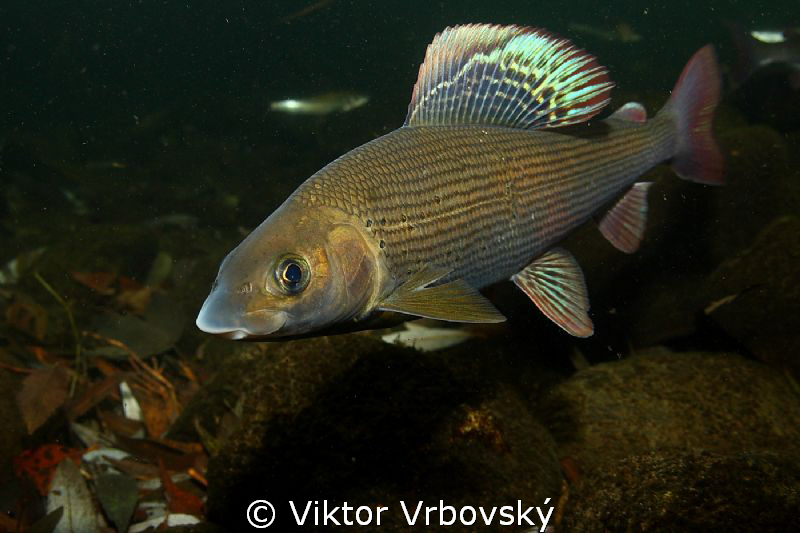 Grayling (Thymallus thymallus) by Viktor Vrbovský 