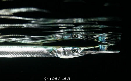 Needle fish dining at night by Yoav Lavi 