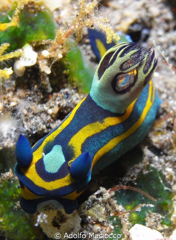 Colorfull beauty!! by Adolfo Maciocco 