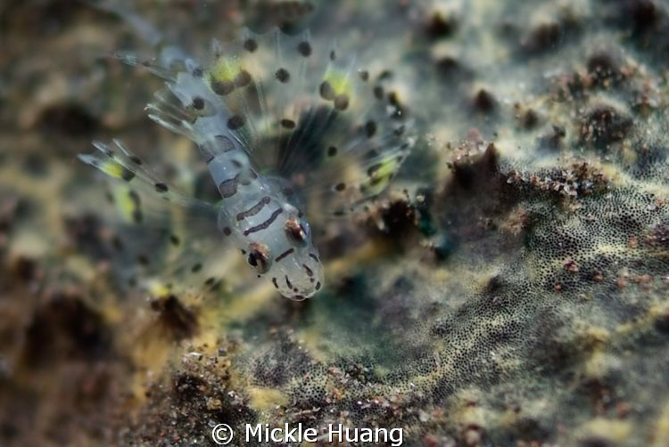 Baby Lionfish, i guess..
Seraya Bali by Mickle Huang 