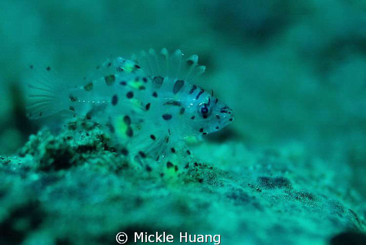 Baby Lionfish, tiny, about 1cm long. by Mickle Huang 