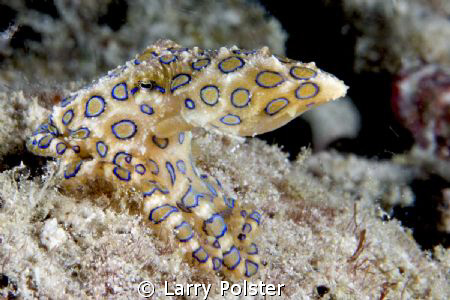 Blue Ring Octopus under the pearl farm jetty in Raja Ampat by Larry Polster 