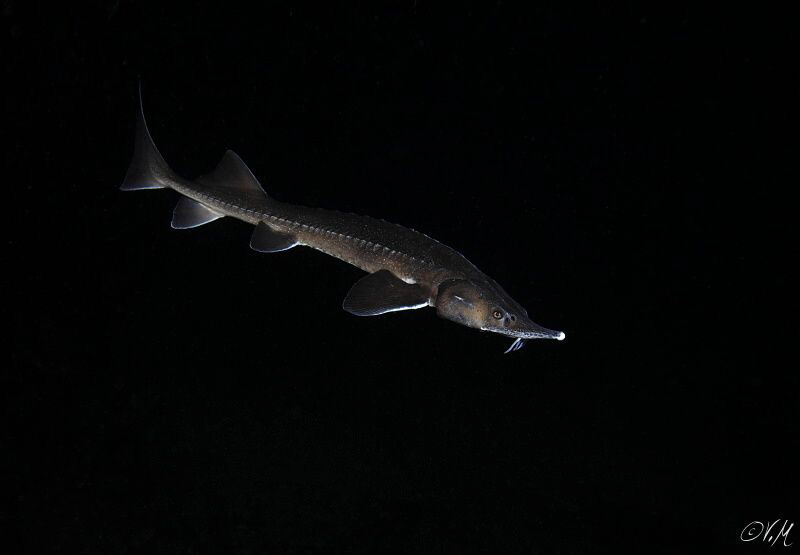 Sturgeon by Veronika Matějková 