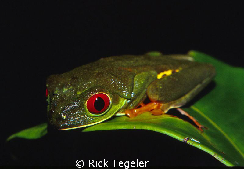 Red eye tree frog.  Taken at midnight in the rain forest ... by Rick Tegeler 