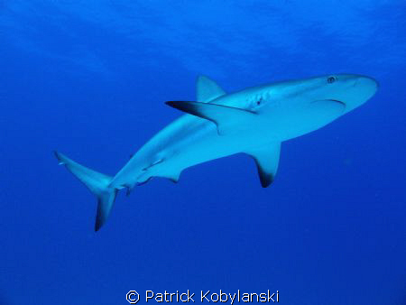Caribbean Reef Shark at Matt's Wall, West End, Bahamas. by Patrick Kobylanski 