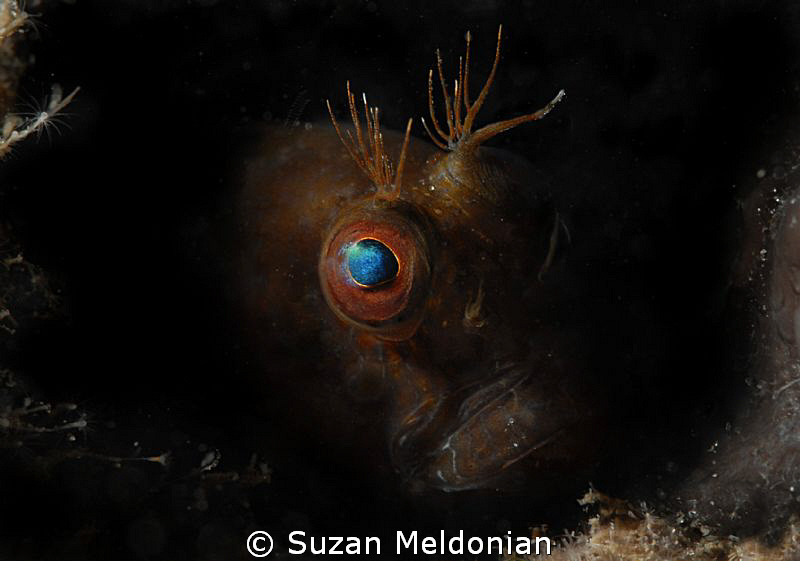 Essence of Blenny #2 by Suzan Meldonian 