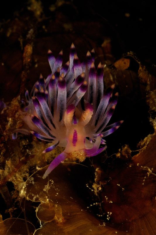 Nice Flabelina at Calangeman Island by Henrik Gram Rasmussen 