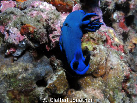 Limace de Mer - ( Tambja morosa )
Mollusques gastéropode... by Giafferi Jonathan 