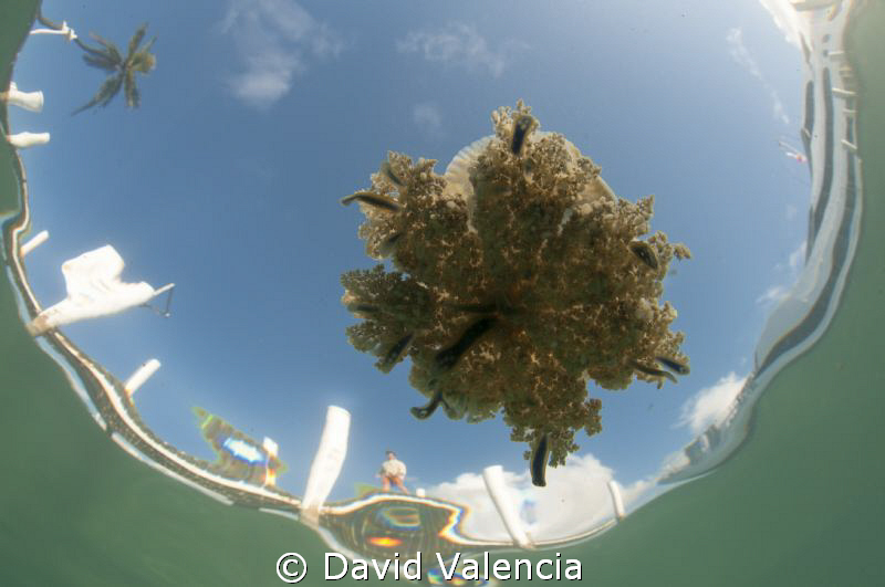 Jumped in the water at the dock. You'd be surprised what ... by David Valencia 