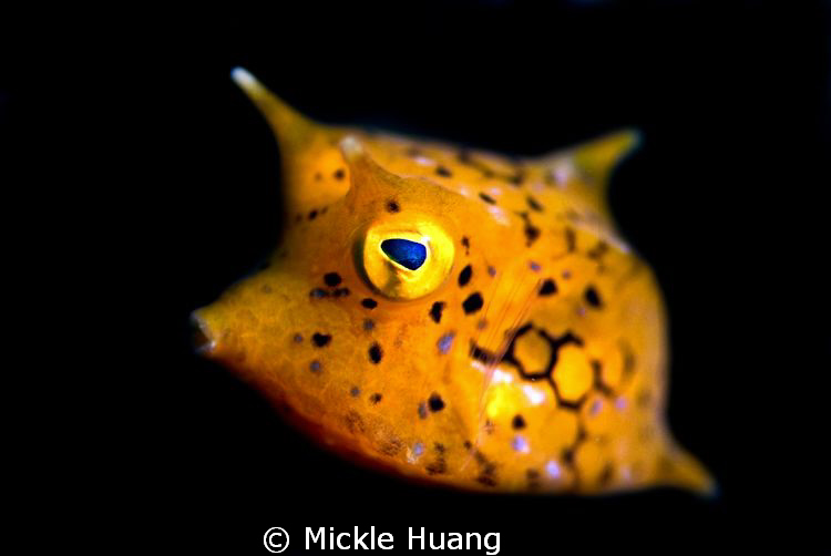 Whistle
Longhorn cowfish
Northeast Coast Taiwan by Mickle Huang 