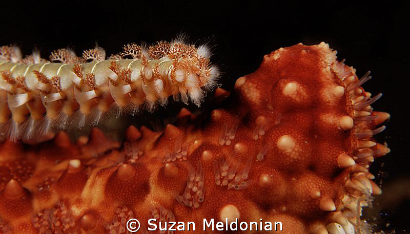ooooh, can you get that spot over there???
or . . . 
ouch! by Suzan Meldonian 