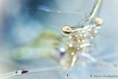 Bright eye by Doris Vierkoetter 