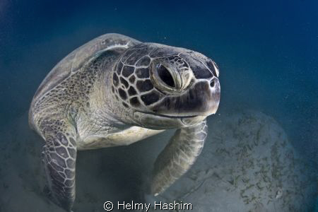 red sea, egypt ! by Helmy Hashim 