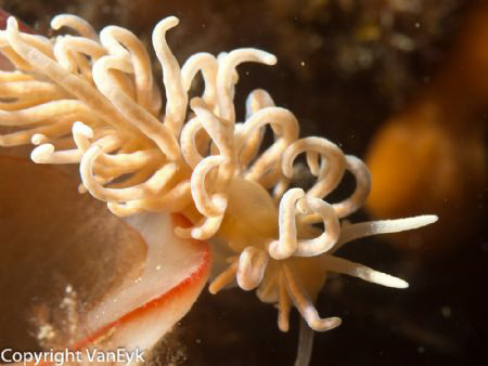 Very small (10mm) Phyllodesmium serratum, grazing on a se... by Bill Van Eyk 
