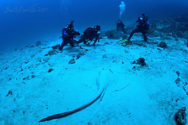 shooting of stingray in Bodu Finolhu Thila -South Ari Atoll by Boris Pamikov 