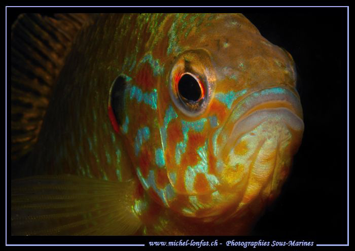 Face to face with this beautiful Pumpkinseed, common sunf... by Michel Lonfat 