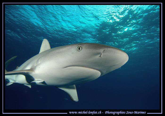 They are very curious these Reef Sharks... Que du bonheur... by Michel Lonfat 