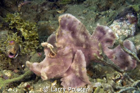 Paddle-flap scorpionfish showing her best side. D300-60mm by Larry Polster 