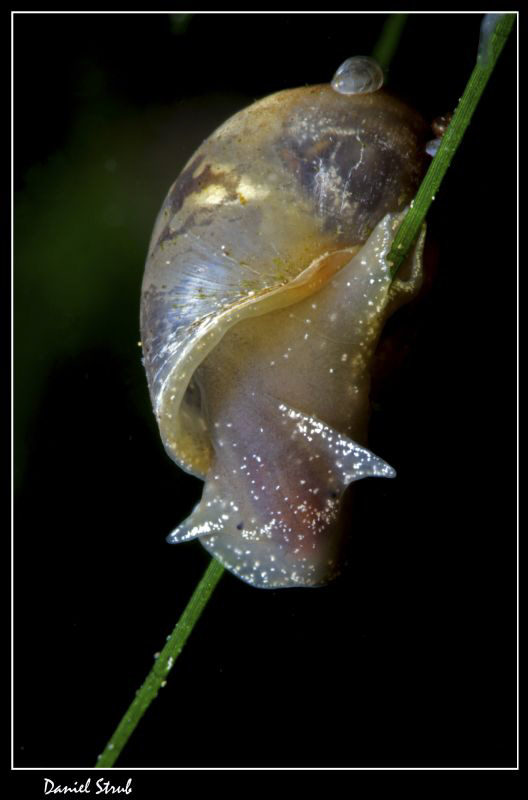 :-D by Daniel Strub 