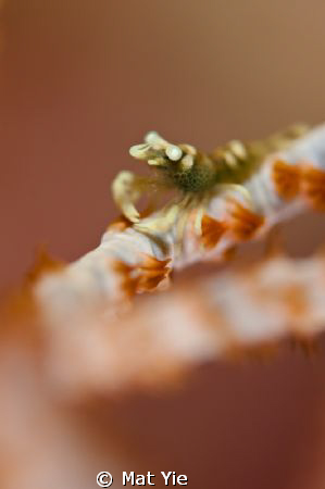 Zanzibarica with bokeh shot. by Mat Yie 