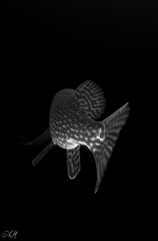 Pike by Veronika Matějková 