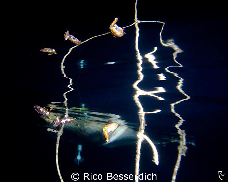 "Triple Reflection"
What you see here are not 6 squids ;... by Rico Besserdich 