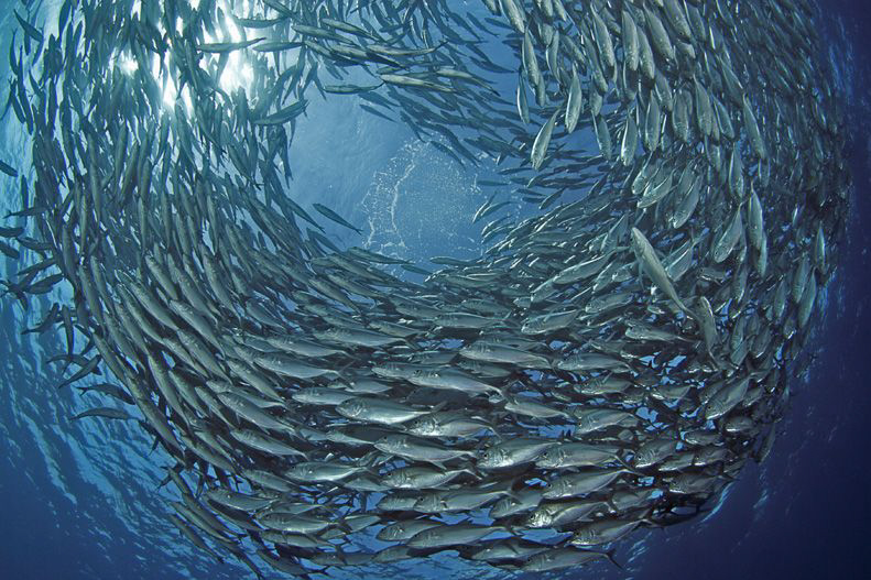 CIRCLING

Jacks - Makrelen

Bali Tulamben 2011 - Libe... by Jörg Menge 