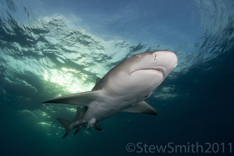 Lemon Shark by Stew Smith 