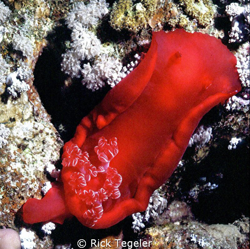 Spanish Dancer.  Enjoy! by Rick Tegeler 