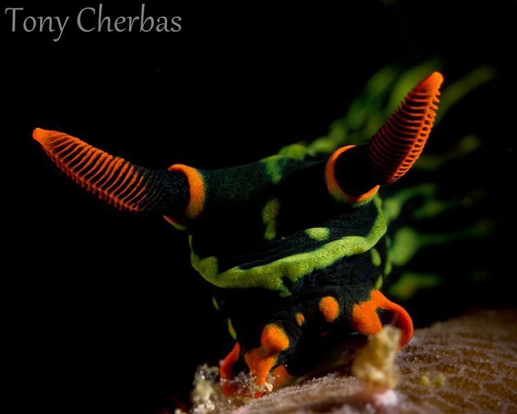 Nembrotha Close Study by Tony Cherbas 