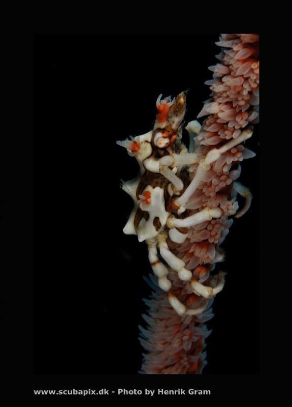 Large Xenon Crab by Henrik Gram Rasmussen 