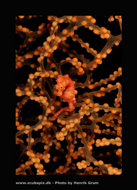 Denise Pygmy Seahorse by Henrik Gram Rasmussen 
