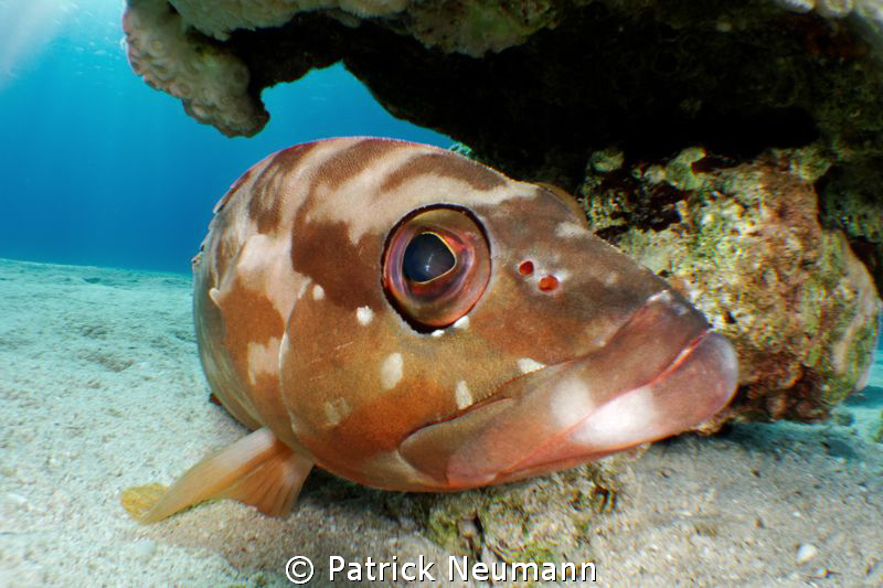 Inon Insect eye shot. by Patrick Neumann 