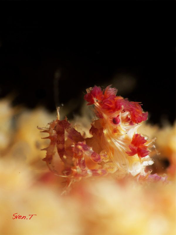 Candy crab by Sven Tramaux 