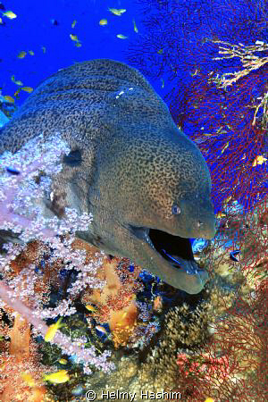 red sea, elphinstone reef by Helmy Hashim 