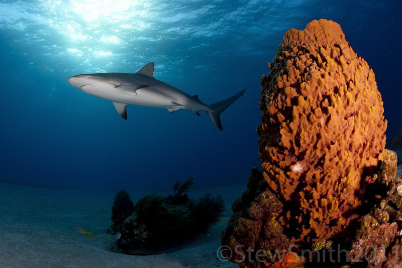 Caribbean Reef Shark by Stew Smith 