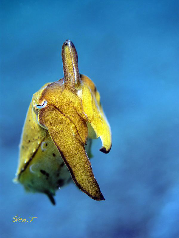 Cuttlefish.. by Sven Tramaux 