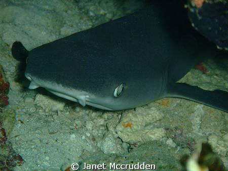 Baby white tip by Janet Mccrudden 