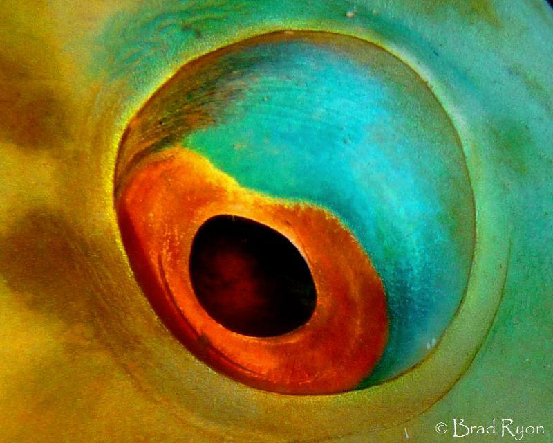 A real Fish-Eye by Brad Ryon 