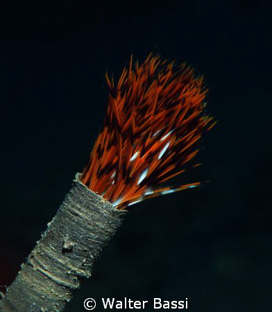 spirografo by Walter Bassi 