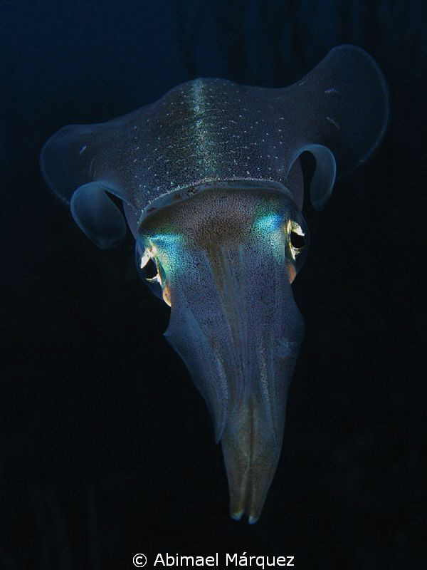 Atlantic Brief Squid, Bonaire. by Abimael Márquez 