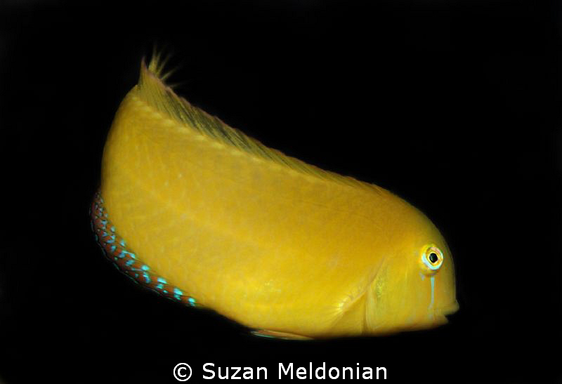 Black ear Wrasse by Suzan Meldonian 