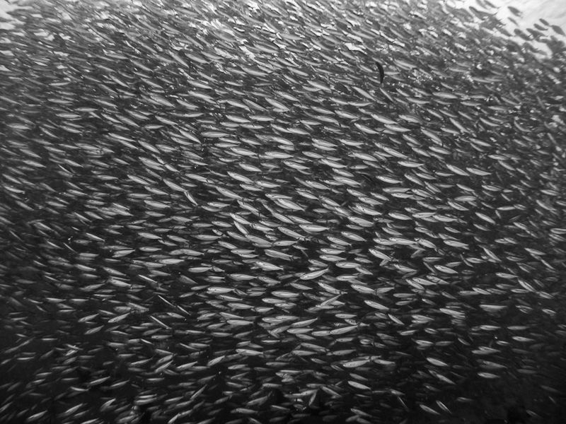 School of Fish - Komodo by Stephen Holinski 