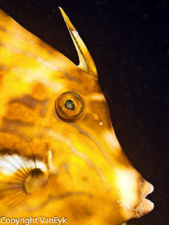 Leatherjacket, trying to blend in with orange sponges. Th... by Bill Van Eyk 