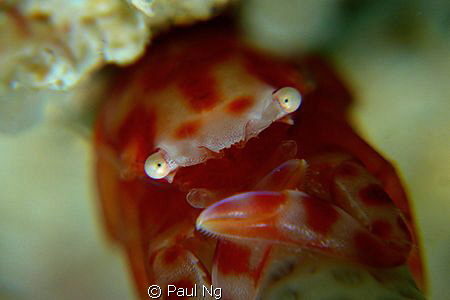 The "X" crab! by Paul Ng 